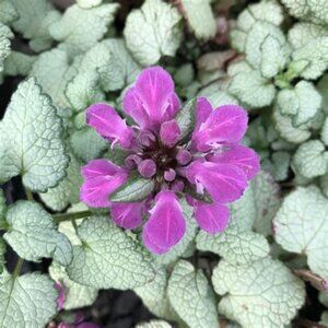 Lamium Maculatum -Looking for this and sm. pk of other flowers for garden